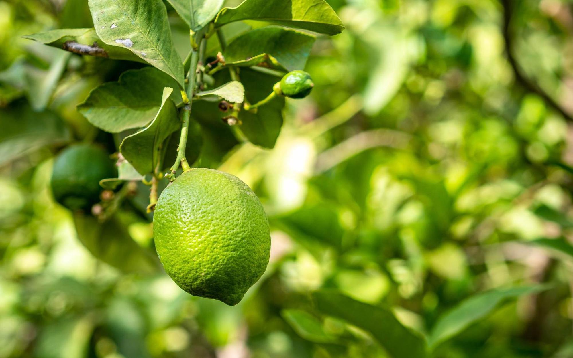 Отель The Lemonary Marrakech Ouled Moumen Экстерьер фото