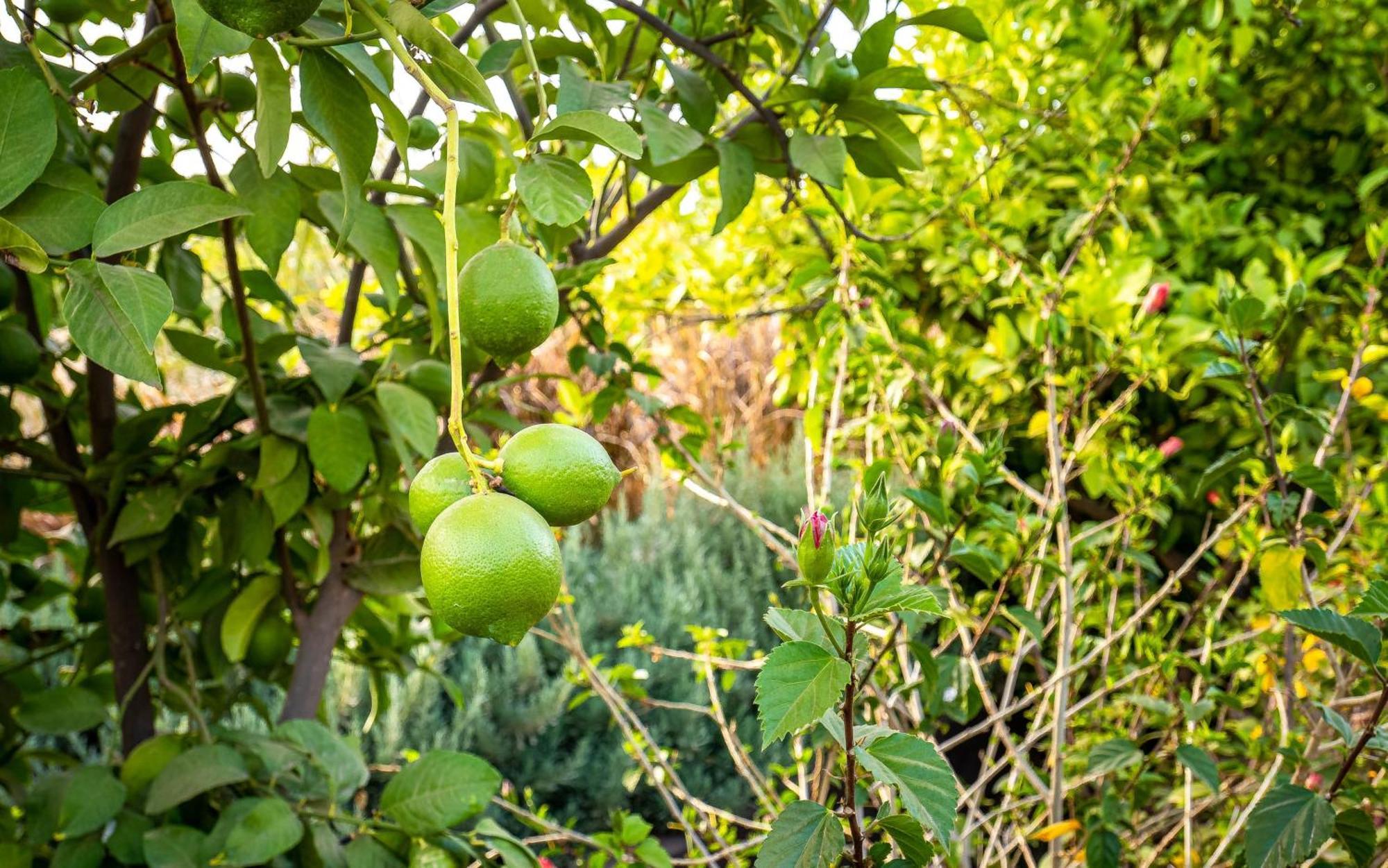 Отель The Lemonary Marrakech Ouled Moumen Экстерьер фото