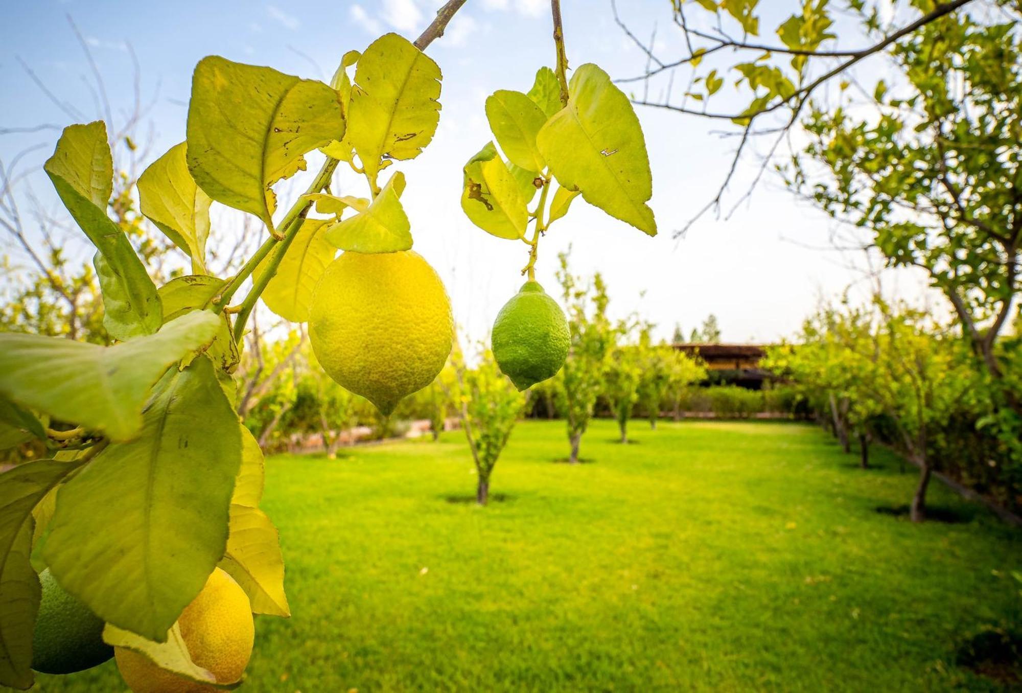 Отель The Lemonary Marrakech Ouled Moumen Экстерьер фото